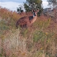 Macropus giganteus at Fadden, ACT - 6 Dec 2024 06:00 AM