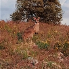 Macropus giganteus at Fadden, ACT - 6 Dec 2024 06:00 AM