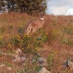 Macropus giganteus at Fadden, ACT - 6 Dec 2024 06:00 AM