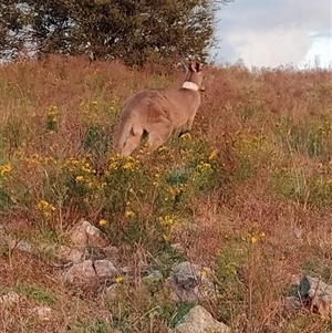 Macropus giganteus at Fadden, ACT - 6 Dec 2024