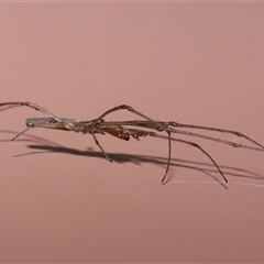 Tetragnatha sp. (genus) (Long-jawed spider) at Parkes, ACT - 7 Dec 2024 by TimL