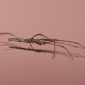 Tetragnatha sp. (genus) at Parkes, ACT - 7 Dec 2024