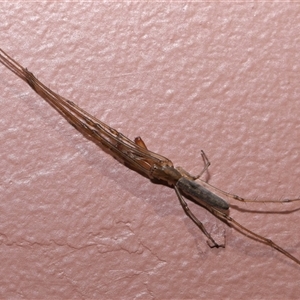 Tetragnatha sp. (genus) at Parkes, ACT - 7 Dec 2024