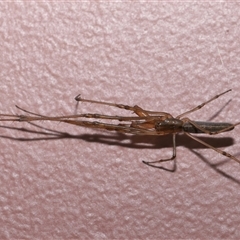 Tetragnatha sp. (genus) at Parkes, ACT - 7 Dec 2024