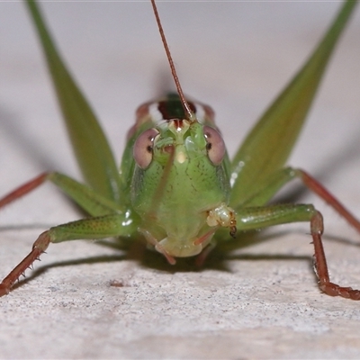 Conocephalus semivittatus (Meadow katydid) at Parkes, ACT - 7 Dec 2024 by TimL