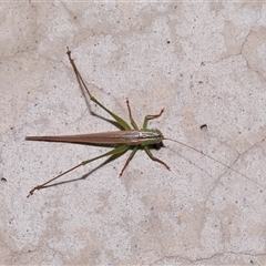 Conocephalus semivittatus at Parkes, ACT - 7 Dec 2024 11:17 AM