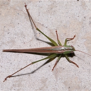 Conocephalus semivittatus at Parkes, ACT - 7 Dec 2024 11:17 AM