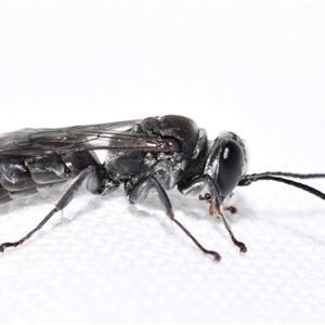 Pison sp. (genus) at Jerrabomberra, NSW - suppressed