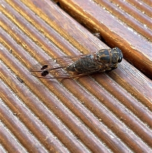 Galanga labeculata (Double-spotted cicada) at Kambah, ACT by LinePerrins