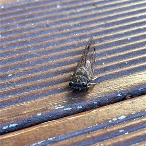 Galanga labeculata at Kambah, ACT - suppressed