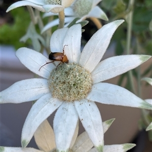 Phyllotocus macleayi at Kambah, ACT - suppressed