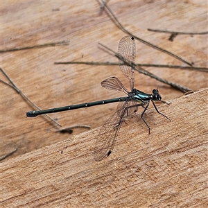 Unidentified Damselfly (Zygoptera) at Braidwood, NSW by MatthewFrawley