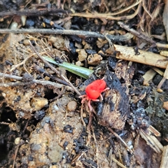 Trombidiidae (family) (Red velvet mite) at Braidwood, NSW - 7 Dec 2024 by MatthewFrawley