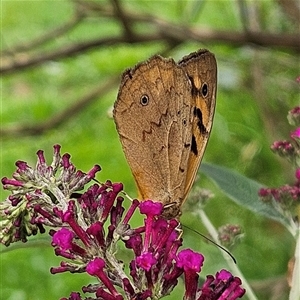 Heteronympha merope (Common Brown Butterfly) at Braidwood, NSW by MatthewFrawley