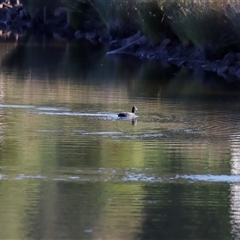 Tachybaptus novaehollandiae at Yarralumla, ACT - 7 Dec 2024 by JimL