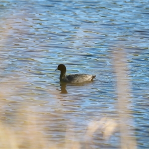 Fulica atra at Yarralumla, ACT - 8 Dec 2024