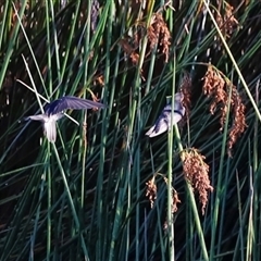 Hirundo neoxena at Yarralumla, ACT - 7 Dec 2024 by JimL