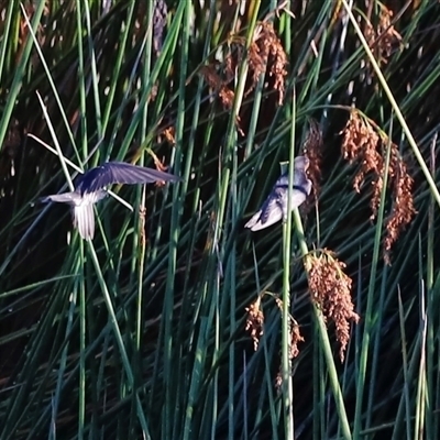 Hirundo neoxena (Welcome Swallow) at Yarralumla, ACT - 8 Dec 2024 by JimL