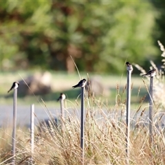 Hirundo neoxena at Yarralumla, ACT - 8 Dec 2024