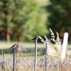 Hirundo neoxena at Yarralumla, ACT - 8 Dec 2024