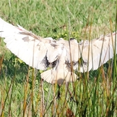 Threskiornis molucca (Australian White Ibis) at Yarralumla, ACT - 8 Dec 2024 by JimL