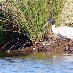 Threskiornis molucca at Yarralumla, ACT - 8 Dec 2024 07:39 AM