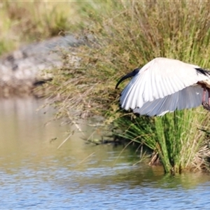 Threskiornis molucca at Yarralumla, ACT - 8 Dec 2024 07:39 AM