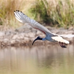 Threskiornis molucca at Yarralumla, ACT - 8 Dec 2024 07:39 AM