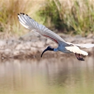 Threskiornis molucca at Yarralumla, ACT - 8 Dec 2024 07:39 AM