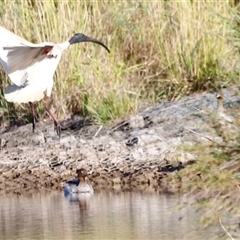 Threskiornis molucca at Yarralumla, ACT - 8 Dec 2024 07:39 AM