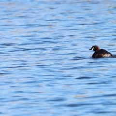 Tachybaptus novaehollandiae (Australasian Grebe) at Yarralumla, ACT - 8 Dec 2024 by JimL