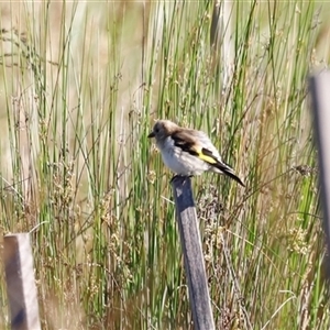 Carduelis carduelis (European Goldfinch) at Yarralumla, ACT by JimL