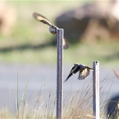 Carduelis carduelis at Yarralumla, ACT - 8 Dec 2024