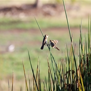 Acrocephalus australis at Yarralumla, ACT - 8 Dec 2024