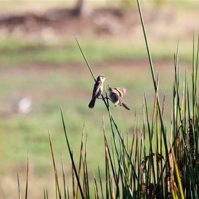 Acrocephalus australis (Australian Reed-Warbler) at Yarralumla, ACT - 8 Dec 2024 by JimL