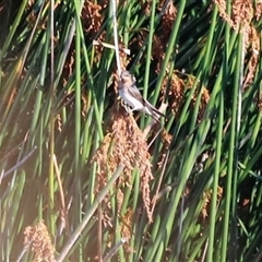 Acrocephalus australis at Yarralumla, ACT - 8 Dec 2024