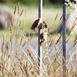 Acrocephalus australis at Yarralumla, ACT - 8 Dec 2024