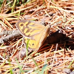 Heteronympha merope (Common Brown Butterfly) at Yarralumla, ACT - 8 Dec 2024 by JimL