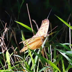 Heteronympha merope at Yarralumla, ACT - 8 Dec 2024