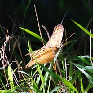 Heteronympha merope at Yarralumla, ACT - 8 Dec 2024