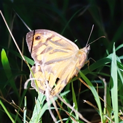 Heteronympha merope at Yarralumla, ACT - 8 Dec 2024