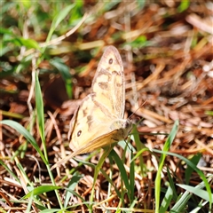 Heteronympha merope at Yarralumla, ACT - 8 Dec 2024