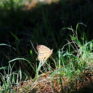 Heteronympha merope at Yarralumla, ACT - 8 Dec 2024