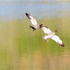 Chenonetta jubata (Australian Wood Duck) at Yarralumla, ACT - 7 Dec 2024 by JimL