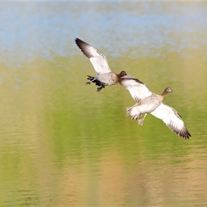 Chenonetta jubata (Australian Wood Duck) at Yarralumla, ACT by JimL