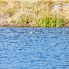 Chenonetta jubata at Yarralumla, ACT - 8 Dec 2024