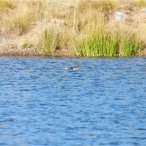 Chenonetta jubata at Yarralumla, ACT - 8 Dec 2024