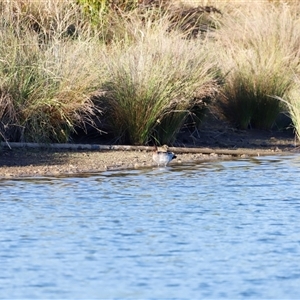 Chenonetta jubata at Yarralumla, ACT - 8 Dec 2024 07:17 AM