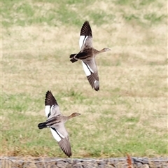 Chenonetta jubata at Yarralumla, ACT - 8 Dec 2024 07:17 AM