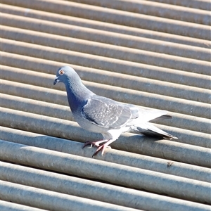 Columba livia (Rock Dove (Feral Pigeon)) at Yarralumla, ACT by JimL